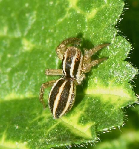 Phlegra bresnieri